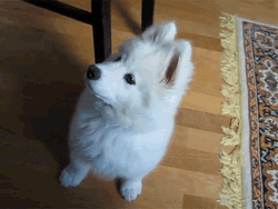 Samoyed Head Tilting GIF