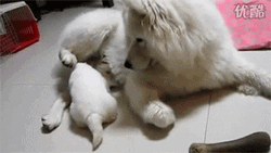 Samoyed Kicking Out Puppy GIF