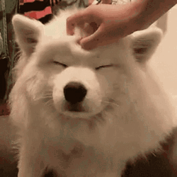 Samoyed Love Getting Pets GIF