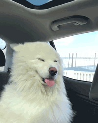 Samoyed On Car Ride GIF