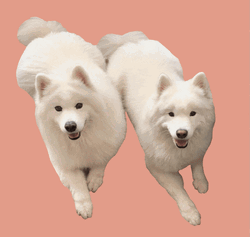 Samoyed Pair Twerking Meme GIF