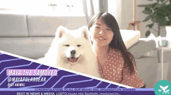 Samoyed Poses For Camera GIF