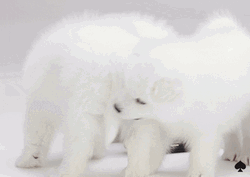 Samoyed Puppies Playing GIF