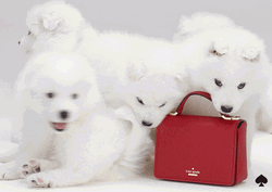Samoyed Puppies Pose With Bag GIF
