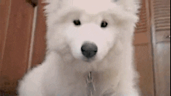 Samoyed Puppy Close Up GIF