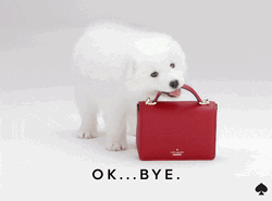 Samoyed Puppy Snatching Bag GIF