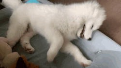 Samoyed Scratching Couch GIF