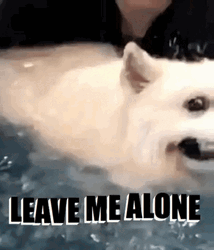 Samoyed Swimming  GIF