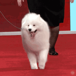 Samoyed Walking On Dog Show GIF