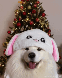 Samoyed With Bear Hat GIF