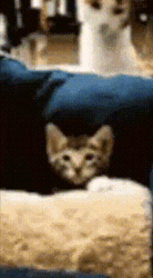 Sand Cat Attack GIF