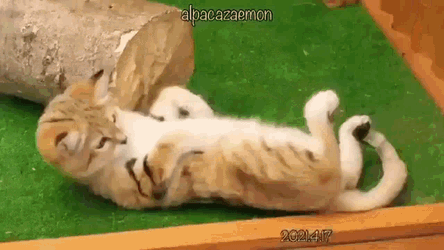 Sand Cat Sand GIF