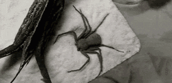Sand Spider Jumpscare Burying GIF