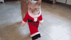 Santa Claus Cat Costume GIF