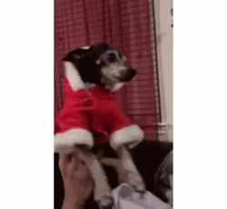 Santa Claus Dog Dance
