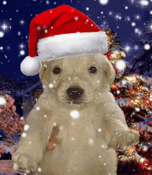 Santa Dog Christmas Meme GIF