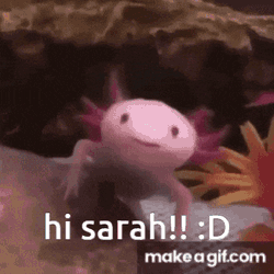 Sarah Hi Sarah GIF