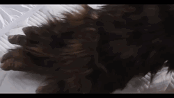 Sasquatch Hairy Hand Mattress Check GIF