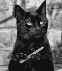 Sassy Black Cat Shaping Nails GIF