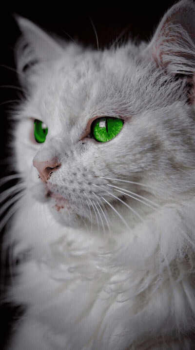 Sassy Disapproval GIF