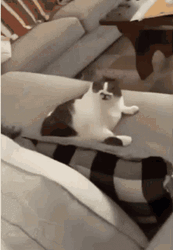 Sassy Funny Cat Lick GIF