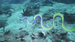 Satisfying Ribbon Eel GIF