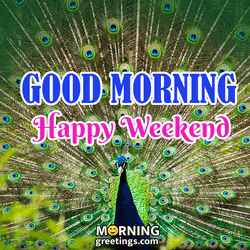 Saturday Morning Colorful Peacock Feathers  GIF