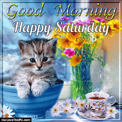 Saturday Morning Cute Cat Inside A Tea Cup  GIF