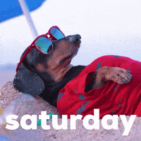 Saturday Morning Dog Chilling Under The Sun  GIF