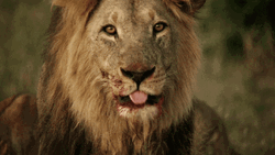 Savage Lion Tongue Licking GIF