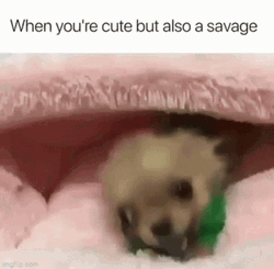 Savage Tea Cup Puppy GIF