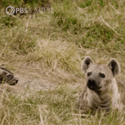 Savage Wilds Bark Hyena GIF