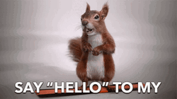 Say Hello To My Little Friend Squirrel GIF