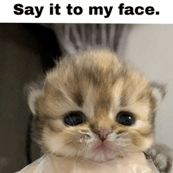 Say It To My Face Cute Cat GIF