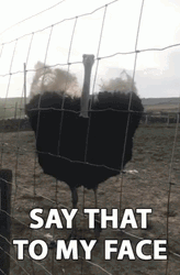 Say It To My Face Ostrich Wiggle GIF