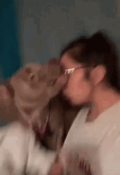 Say It To My Face Teasing Dog GIF