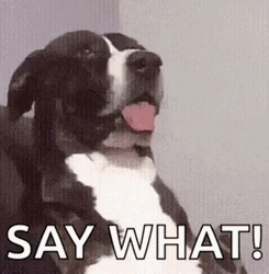 Say What Shocked Dog Face GIF