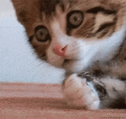 Scandal Cat Covers Mouth GIF