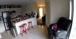 Scared Cat Caught Off Guard GIF