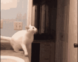 Scared Cat Jumping Fail GIF