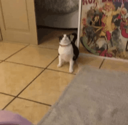 Scared Cat Running GIF