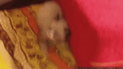 Scared Cat Shocked At The Corner GIF