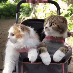 Scared Cats Hide And Seek GIF