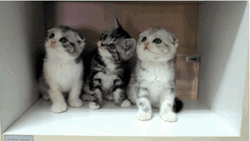 Scared Cute Kittens GIF
