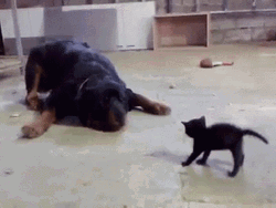 Scared Dog After A Small Kitten GIF
