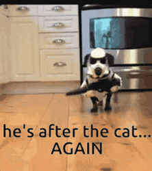 Scared Dog After The Cat GIF