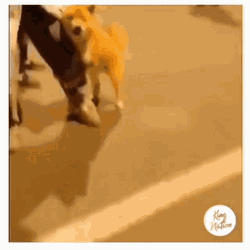 Scared Dog Coward Fight GIF