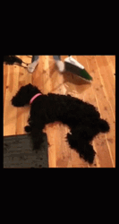 Scared Dog Fake Fur GIF