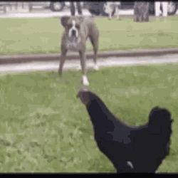 Scared Dog From A Hen GIF