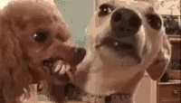 Scared Dog Licking Fight GIF